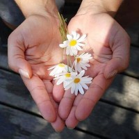 Hands with Daisies